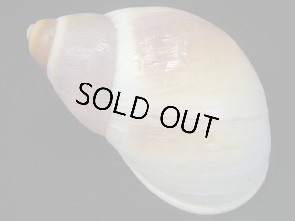 画像2: Megalobulimus terrestris proximus 特老成 美品 (2)