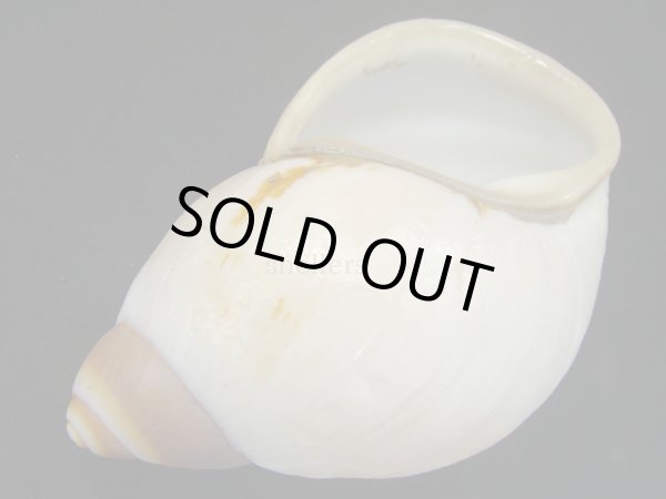 画像3: Megalobulimus terrestris proximus 特老成 美品 (3)