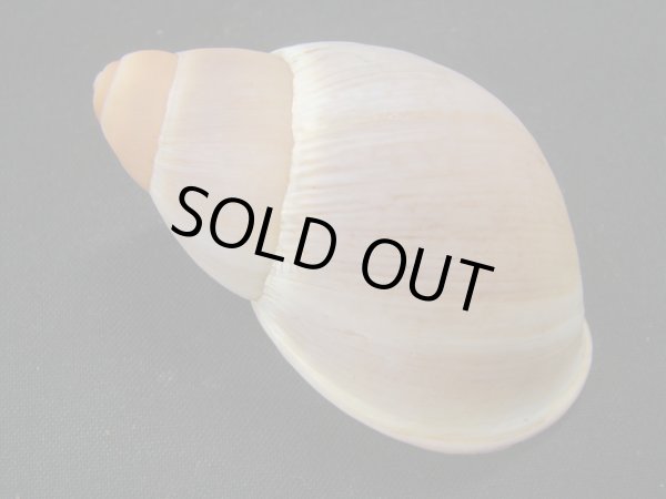 画像2: Megalobulimus aff. pygmaeus 美品 (2)