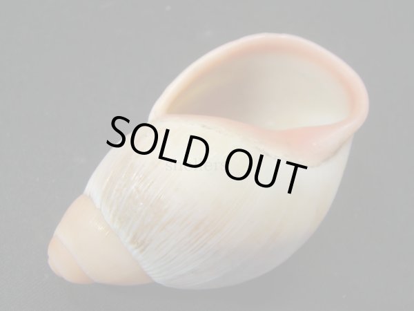 画像3: Megalobulimus aff. pygmaeus 美品 (3)