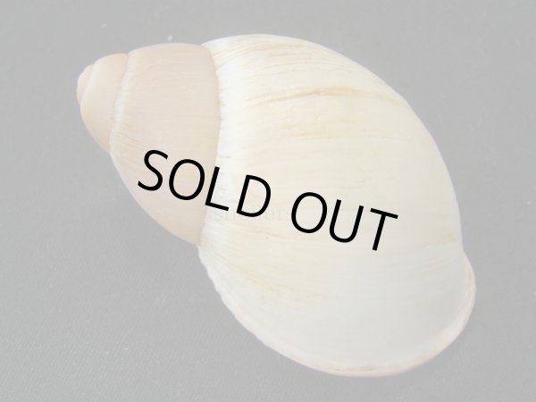 画像2: Megalobulimus aff. pygmaeus 老成 (2)