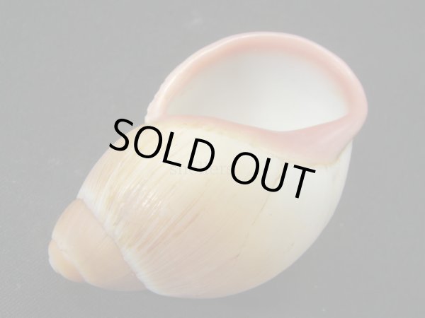 画像3: Megalobulimus aff. pygmaeus 老成 (3)