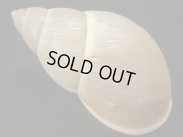 画像2: Megalobulimus amandus Simone 美品 (2)