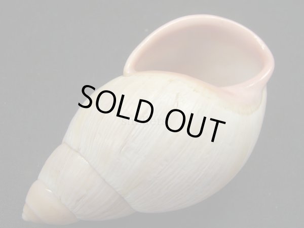 画像3: Megalobulimus amandus Simone 美品 (3)