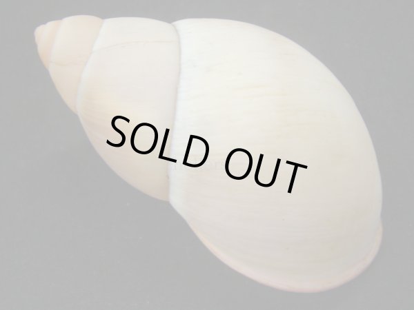 画像2: Megalobulimus sp 美品 (2)