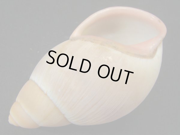 画像3: Megalobulimus sp 美品 (3)