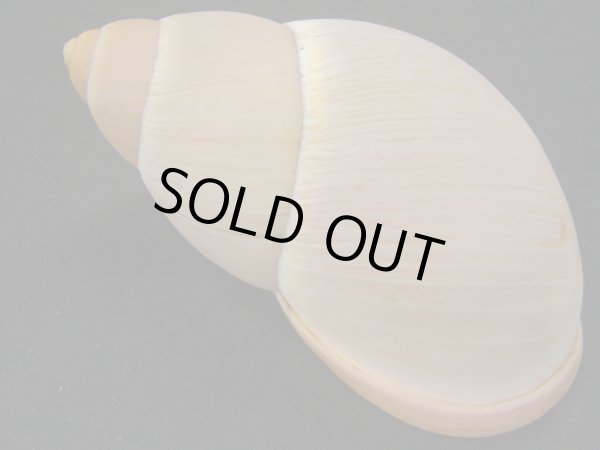 画像2: Megalobulimus sp 超老成 大 (2)