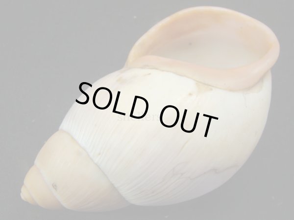 画像3: Megalobulimus sp 超老成 大 (3)