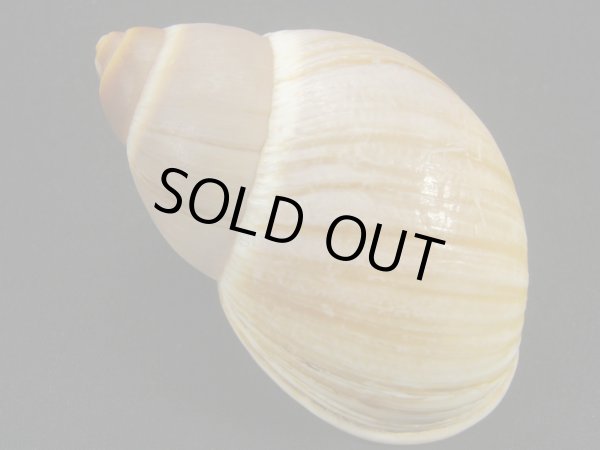 画像2: Megalobulimus mauricius Falconieri (2)