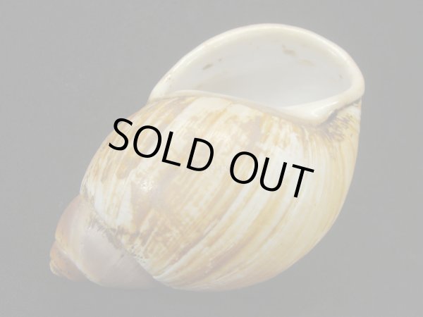 画像3: Megalobulimus mauricius Falconieri (3)