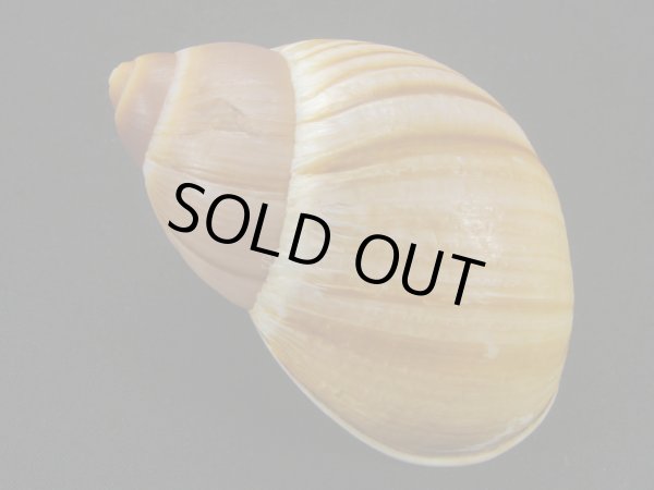 画像2: Megalobulimus mauricius Falconieri (2)