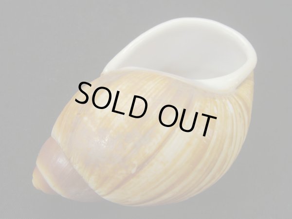 画像3: Megalobulimus mauricius Falconieri (3)