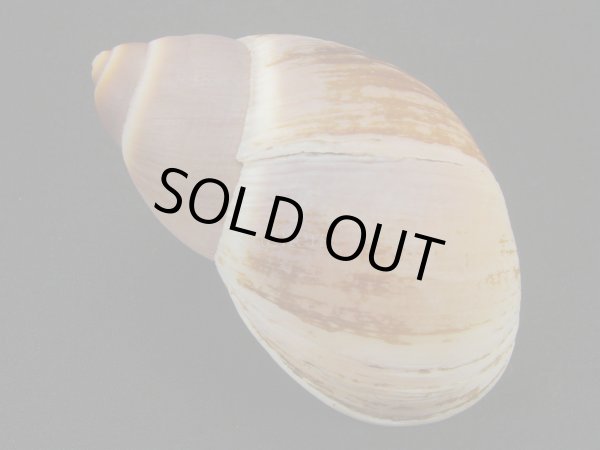 画像2: Megalobulimus intercedens (2)