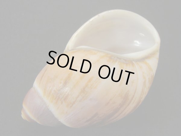 画像3: Megalobulimus intercedens (3)