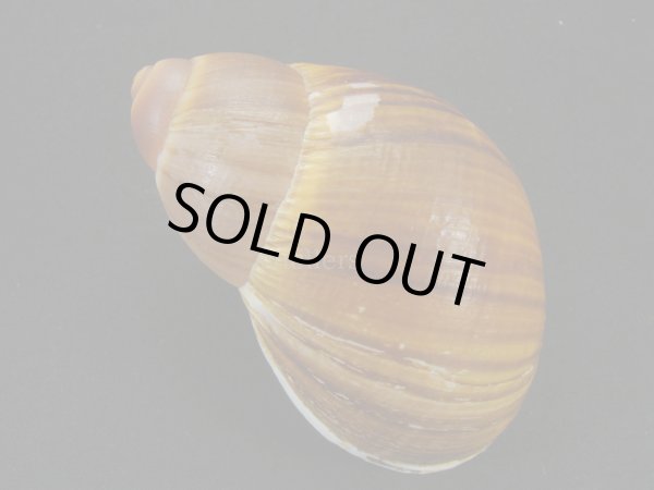 画像2: Megalobulimus intercedens (2)