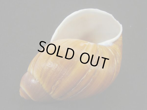 画像3: Megalobulimus intercedens (3)