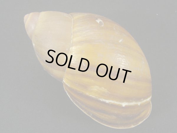 画像2: Megalobulimus elsae Falconieri 大 (2)