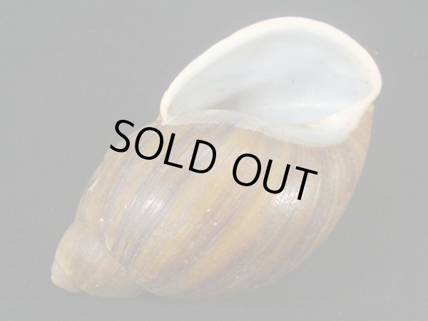 画像3: Megalobulimus elsae Falconieri 大 (3)