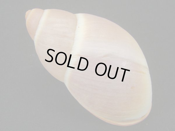 画像2: Megalobulimus forelli  (2)