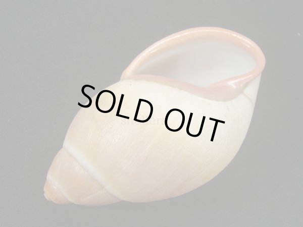 画像3: Megalobulimus forelli  (3)