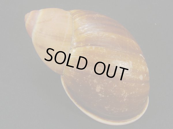 画像2: Megalobulimus cf. bertae 美品 大 (2)