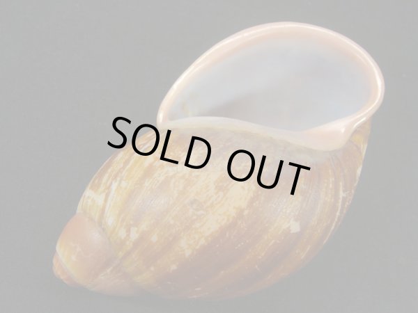 画像3: Megalobulimus cf. bertae 美品 大 (3)