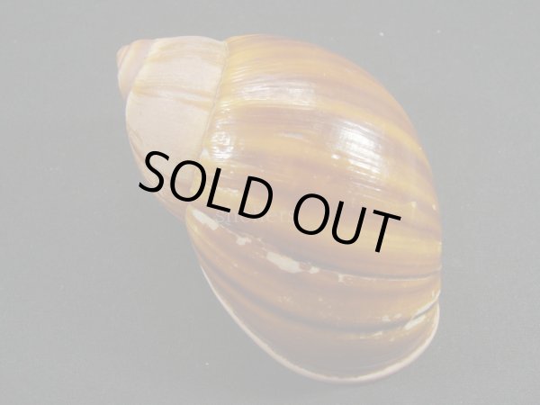 画像2: Megalobulimus bertae (2)