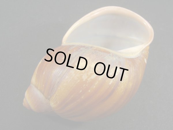 画像3: Megalobulimus bertae (3)