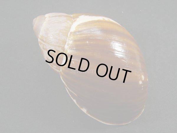 画像2: Megalobulimus bertae (2)