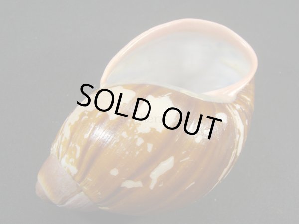 画像3: Megalobulimus bertae (3)