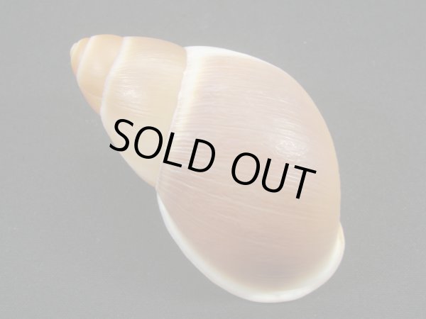 画像2: Megalobulimus sp. (2)