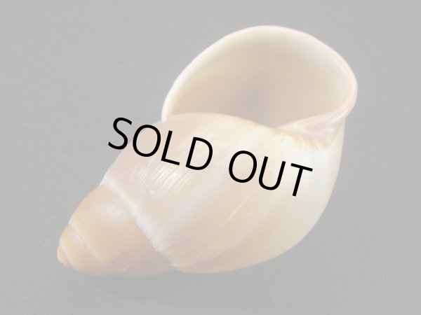 画像3: Megalobulimus sp. (3)