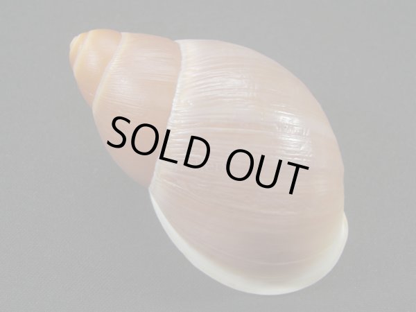 画像2: Megalobulimus sp. (2)