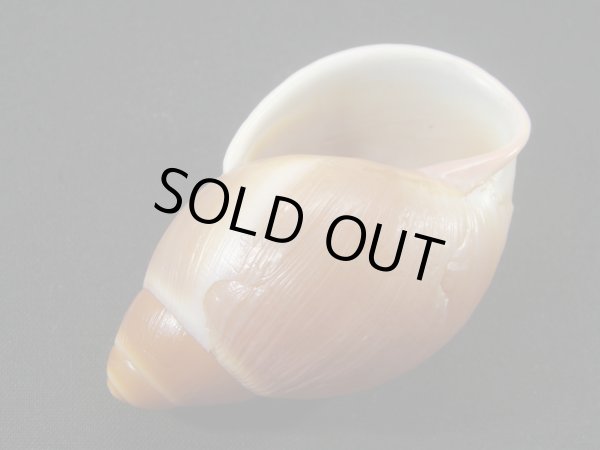 画像3: Megalobulimus sp. (3)