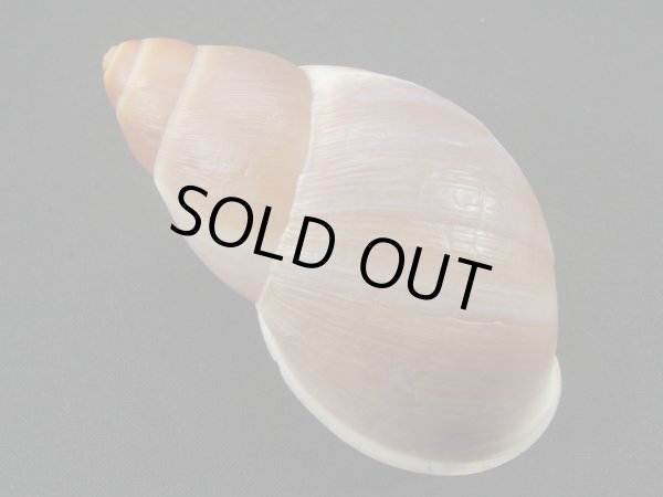 画像2: Megalobulimus sp. 大 (2)