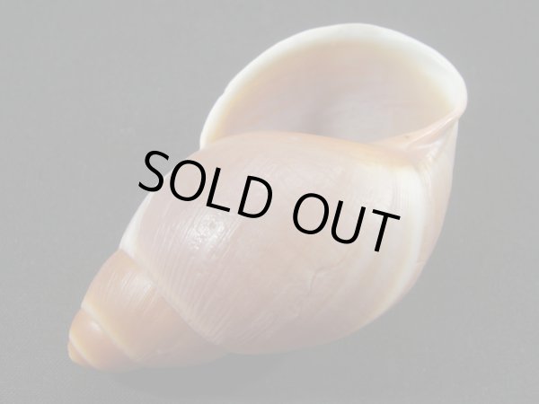 画像3: Megalobulimus sp. 大 (3)