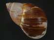 画像1: Megalobulimus oliveirai　美品 (1)