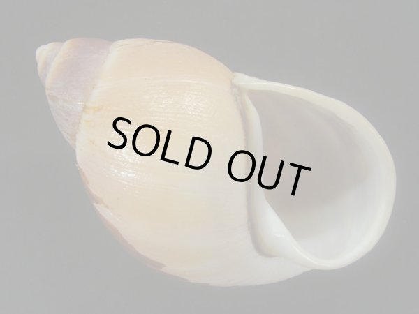 画像2: Megalobulimus oliveirai　美品 (2)