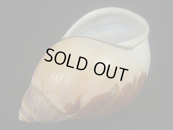 画像3: Megalobulimus oliveirai　美品 (3)