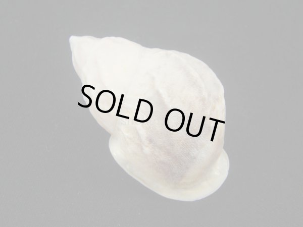 画像2: ヒダクチグロミミマイマイ 大 美品 (2)