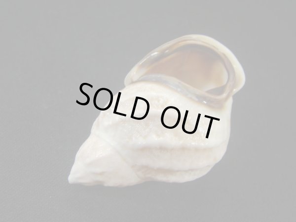 画像3: ヒダクチグロミミマイマイ 大 美品 (3)