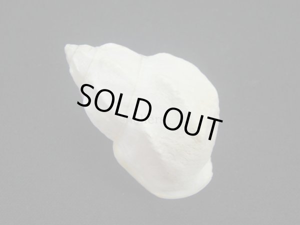 画像2: ミミマイマイ 美品 (2)