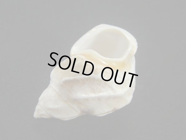 画像3: ミミマイマイ 美品 (3)