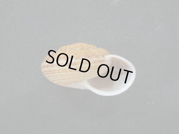 画像2: Solaropsis fairchildi (2)