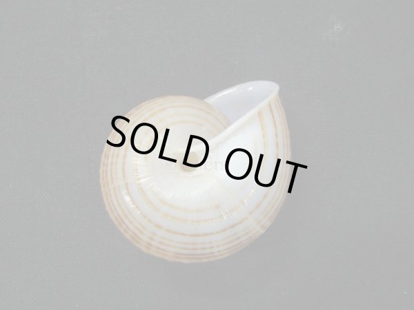 画像3: Solaropsis fairchildi (3)