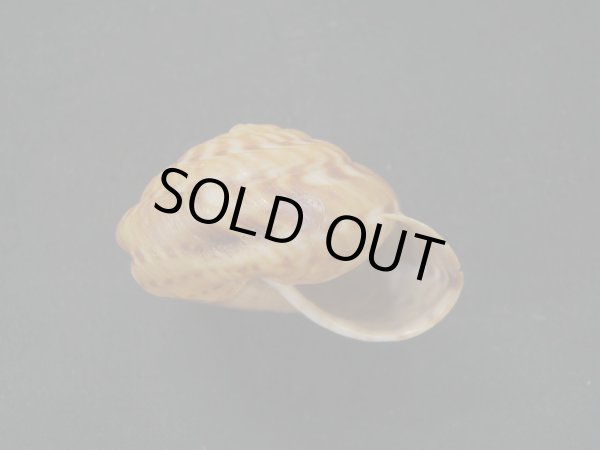 画像2: Solaropsis pellissfrpentis (2)