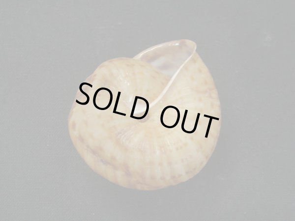 画像3: Solaropsis pellissfrpentis (3)