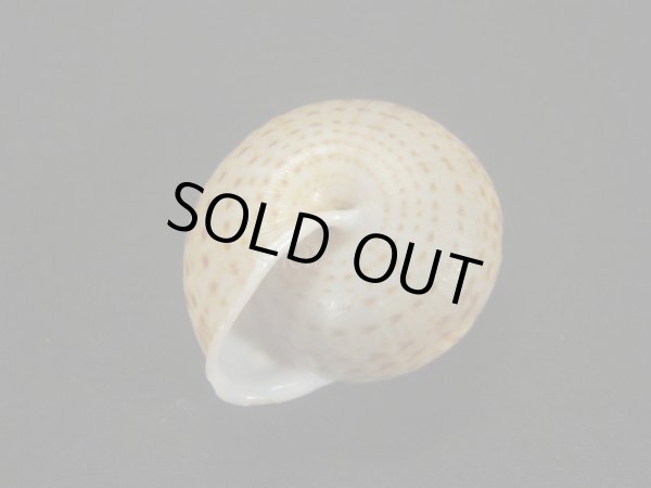 画像2: ピルスブリヒモマキマイマイ（Solaropsis pilsbryi） (2)