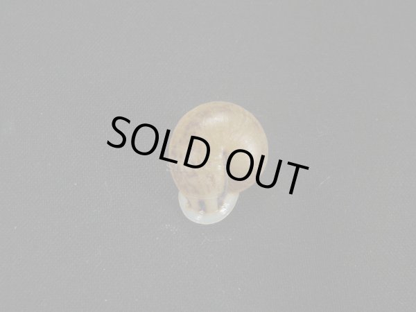 画像2: リングサカダチマイマイ(Ringincella carinata) 美品 (2)