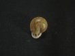 画像2: リングサカダチマイマイ(Ringincella carinata)　特美品 (2)